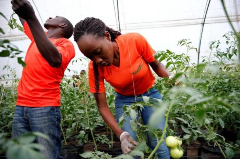 ifad-seeks-to-scale-up-youth-involvement-in-agriculture-in-east-africa