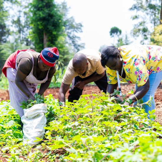 Celebrating the beauty and abundance of fruit harvests nurtured by sustainable care.
