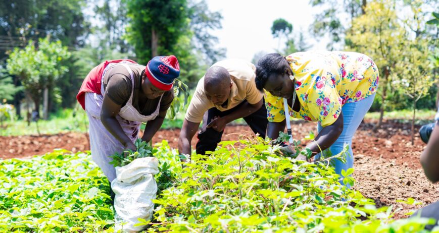 Celebrating the beauty and abundance of fruit harvests nurtured by sustainable care.