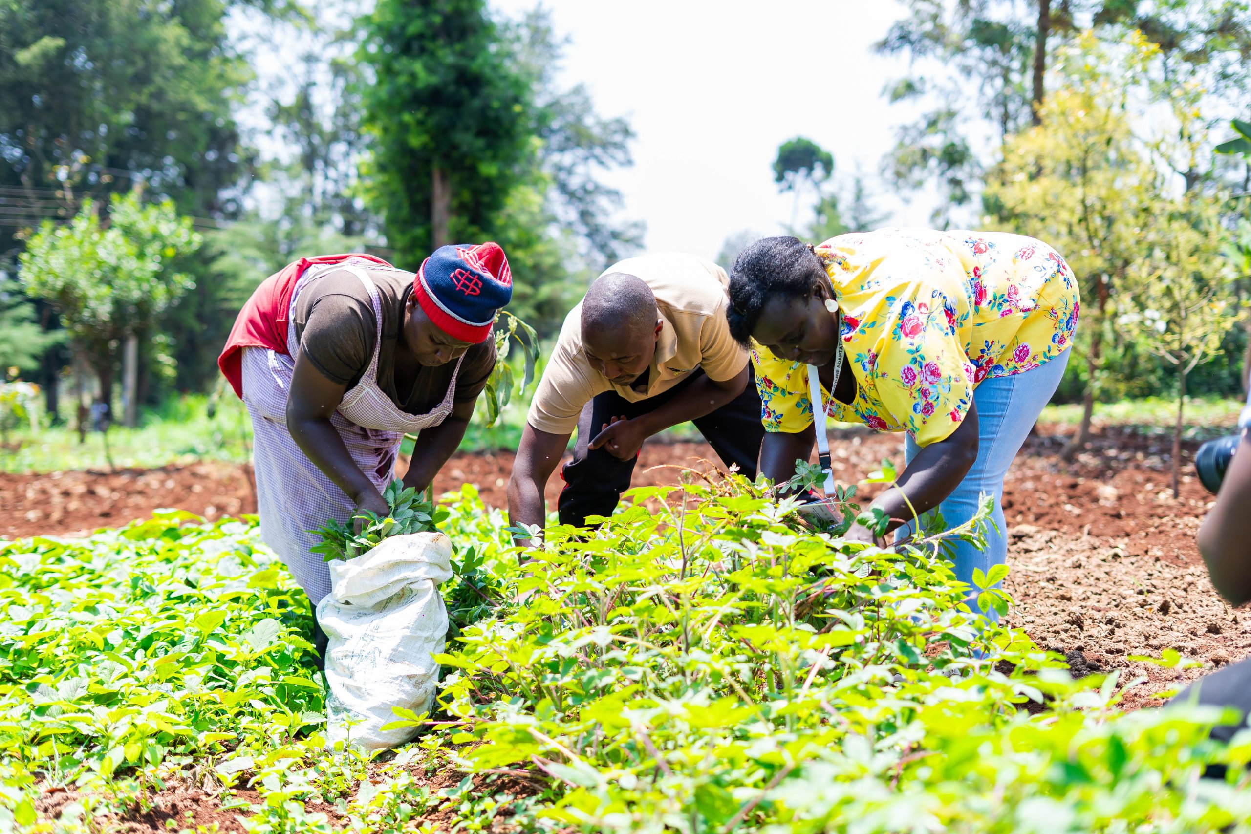 Celebrating the beauty and abundance of fruit harvests nurtured by sustainable care.